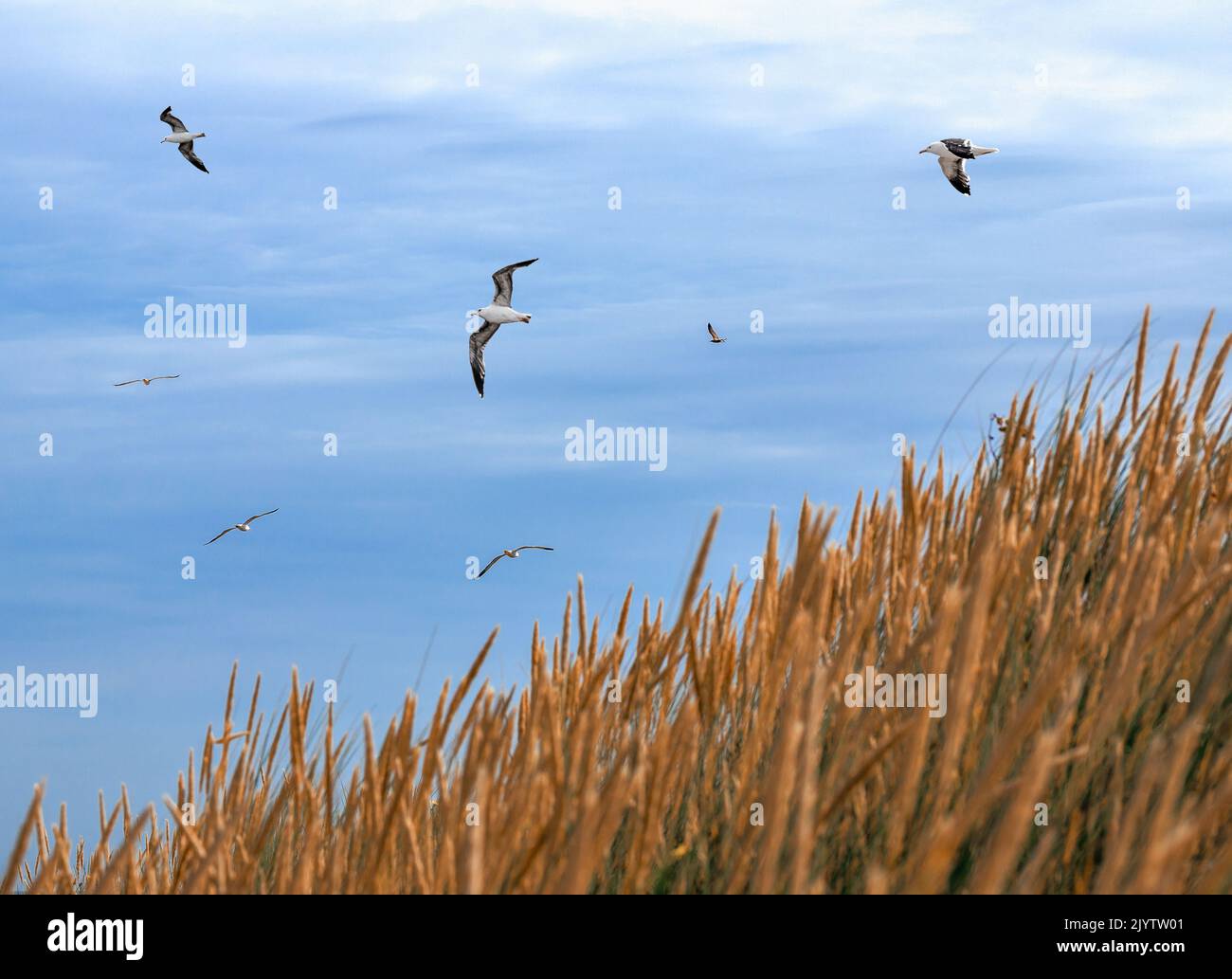 Vögel fliegen über eine wunderschöne Dünenlandschaft auf der Nordseeinsel Langeoog in Deutschland Stockfoto