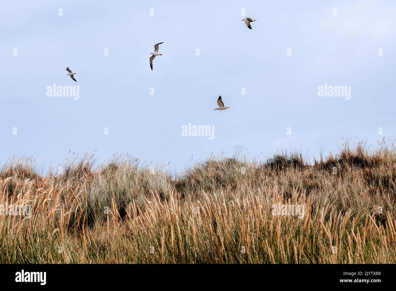 Vögel fliegen über eine wunderschöne Dünenlandschaft auf der Nordseeinsel Langeoog in Deutschland Stockfoto