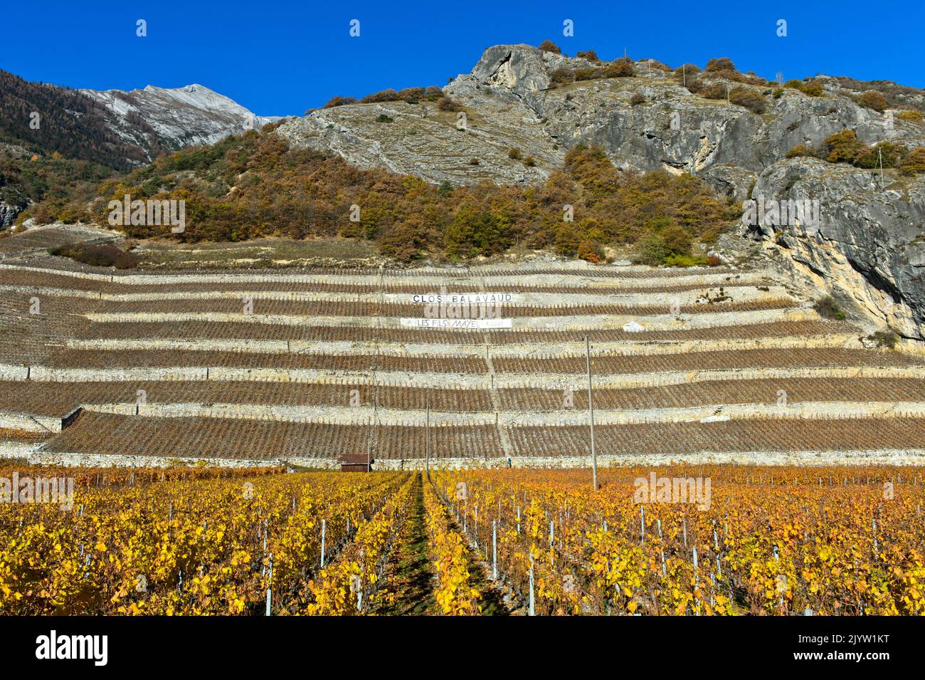 Weinbergterrassen für den Anbau des Weißweins Clos de Balavaud der Kellerei Fils Maye, Vétroz, Wallis, Schweiz Stockfoto