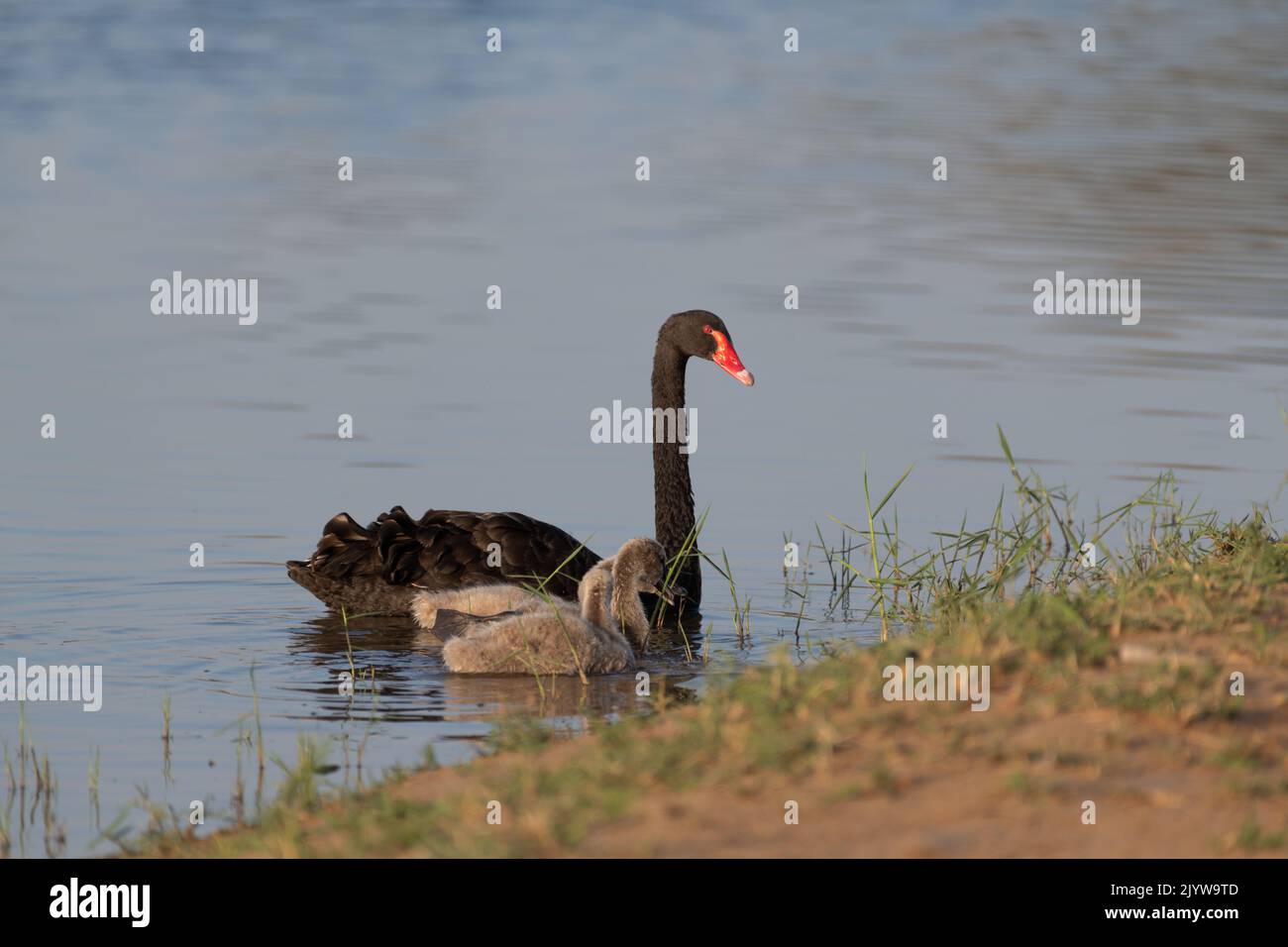 Eine Mutter des Schwarzen Schwans (Cygnus atratus) und ihre Cygnets schwimmen in der Nähe des Wasserrandes an den Al Qudra Seen in Dubai, Vereinigte Arabische Emirate. Stockfoto