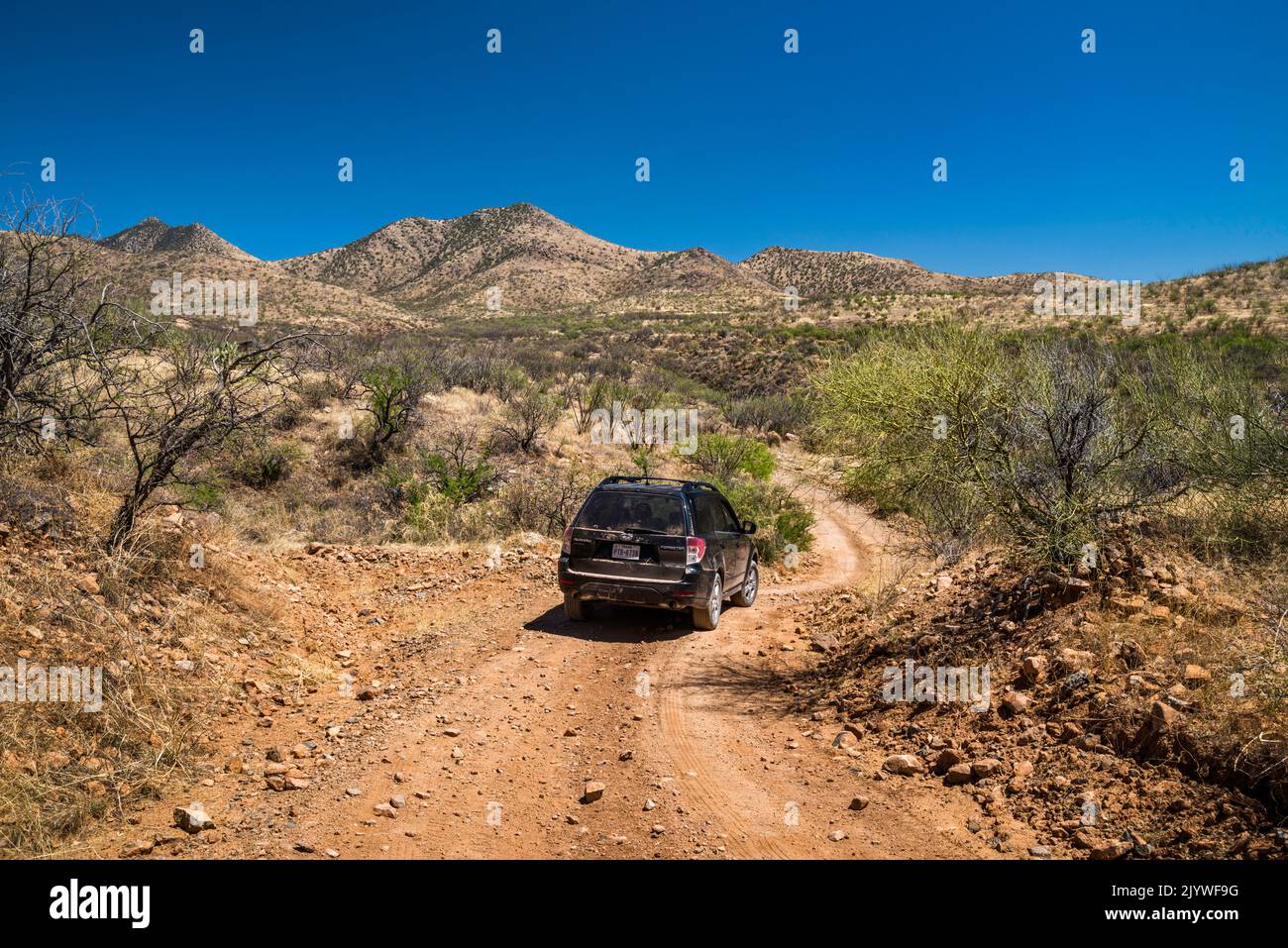 Cottonwood Canyon, Bull Springs Road (Forest Road 143), Santa Rita Mountains, Coronado National Forest, Arizona, USA Stockfoto