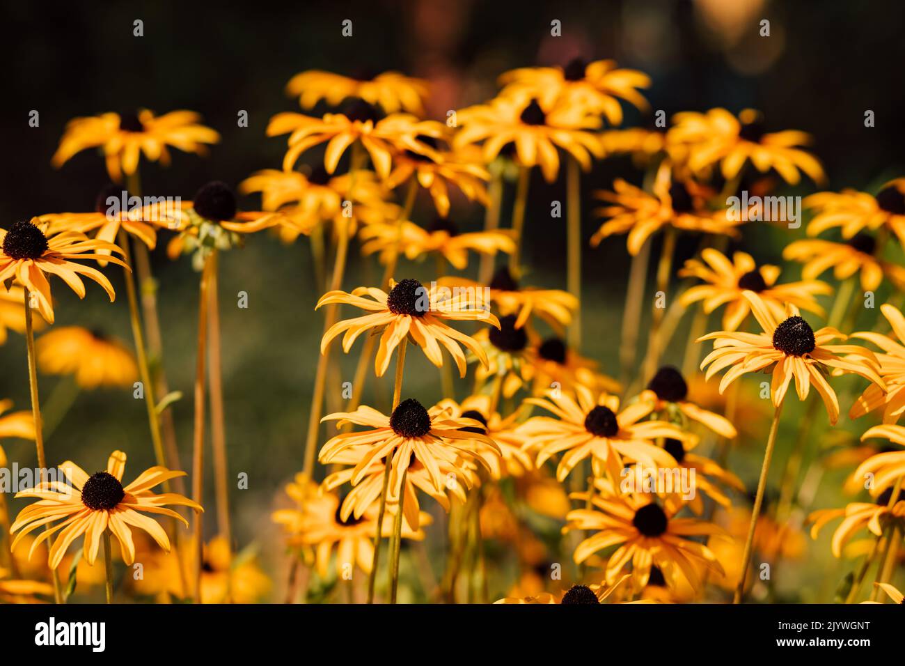 Gelbe Blüten mit einer dunklen Mitte in der Sommersaison an einem sonnigen Tag Stockfoto