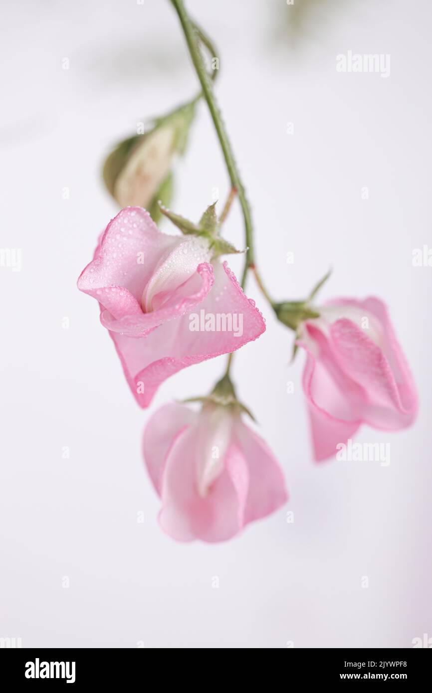 Zartrosa Erbsenblüten auf weißem Hintergrund Stockfoto