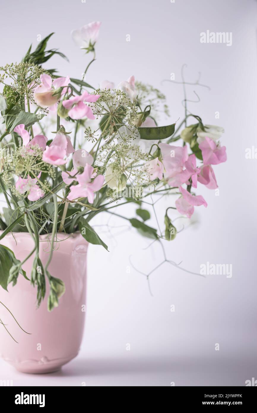 Zartrosa Erbsenblume in einer rosa Vase Stockfoto