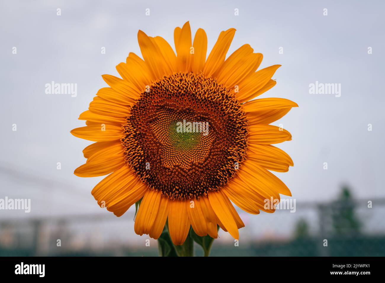 Sonnenblume auf blauen Himmelshintergrund Stockfoto