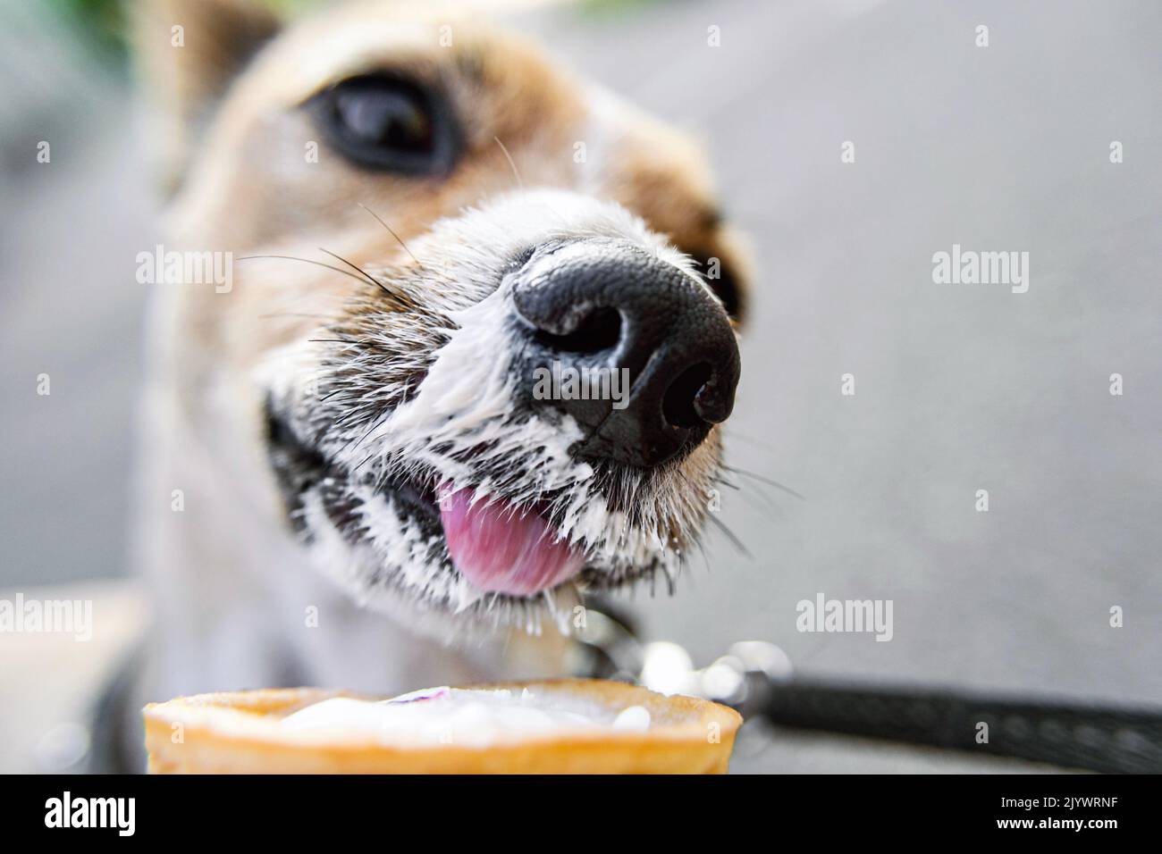 Hundsnase in Nahaufnahme, in Vanilleeis geschmiert. Lustige niedliche charmante Foto mit Haustieren im Sommer. Lifestyle-Fotos. Selektiver Fokus. Wie Eis Stockfoto