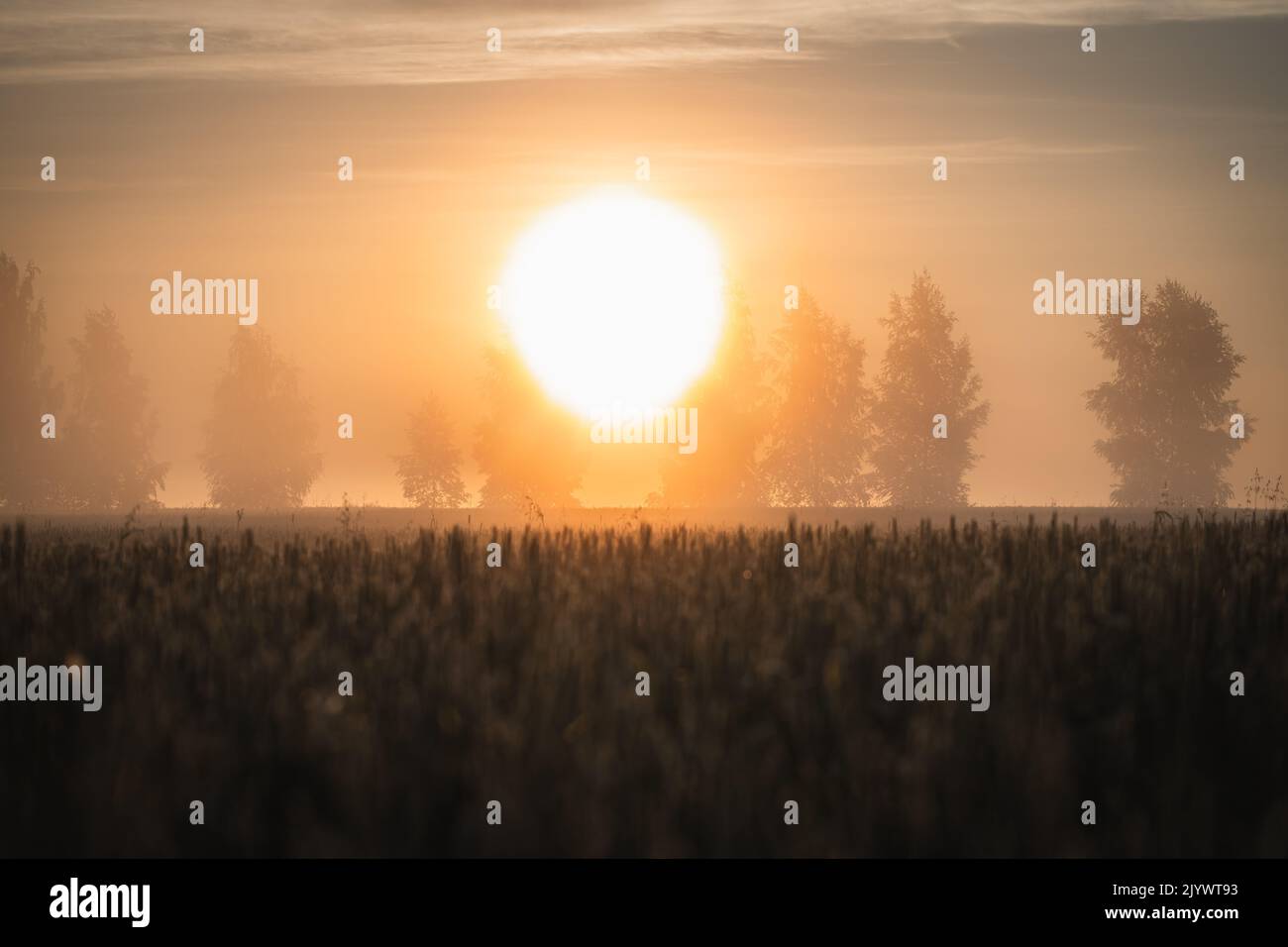 Bei Sonnenaufgang scheint eine große Sonne über dem Feld Stockfoto