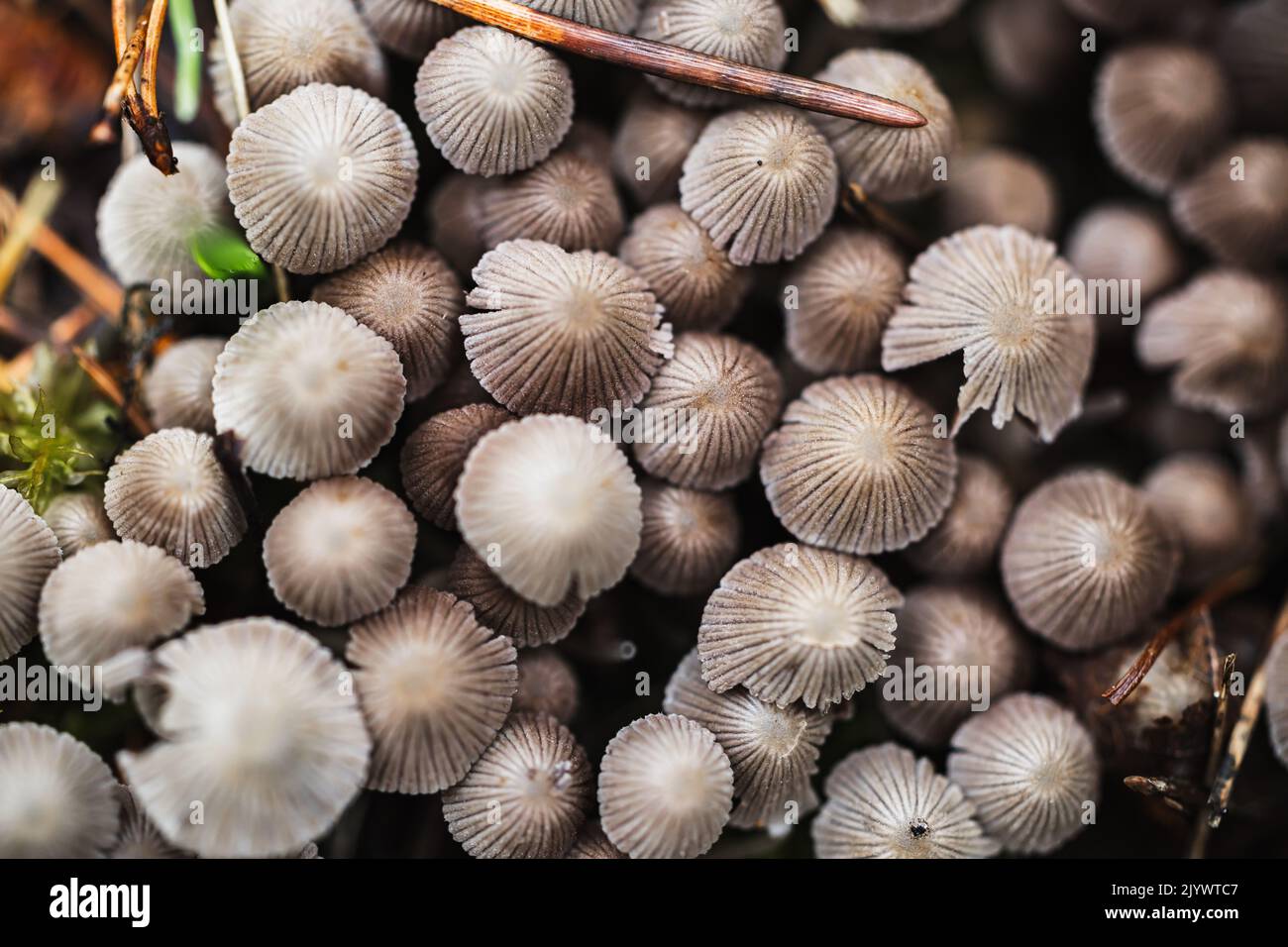 Nahaufnahme von kleinen hellbraunen Pilzen Stockfoto