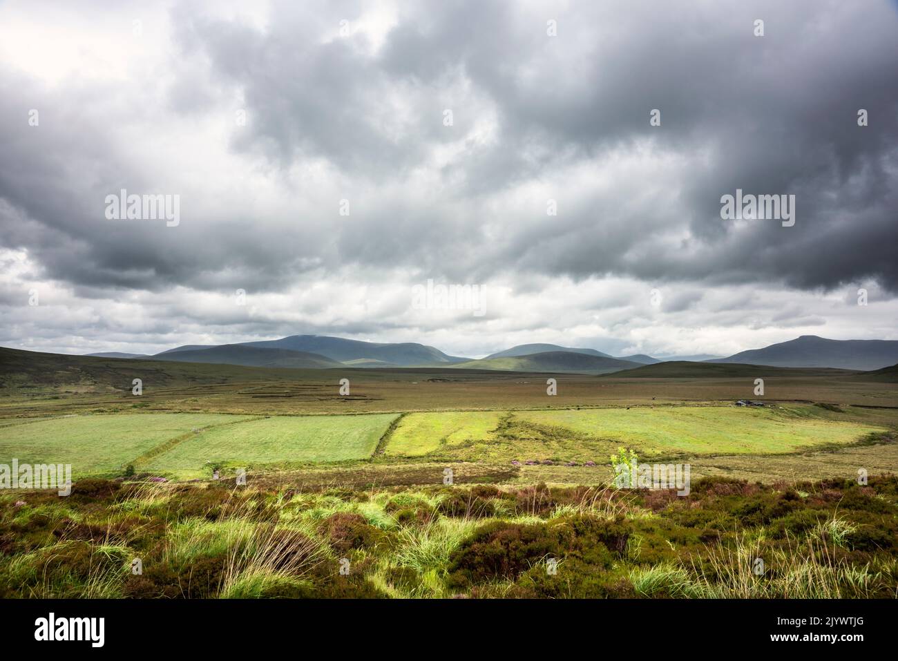 Grüne Felder Irlands unter einem wolkenlosen Himmel Stockfoto