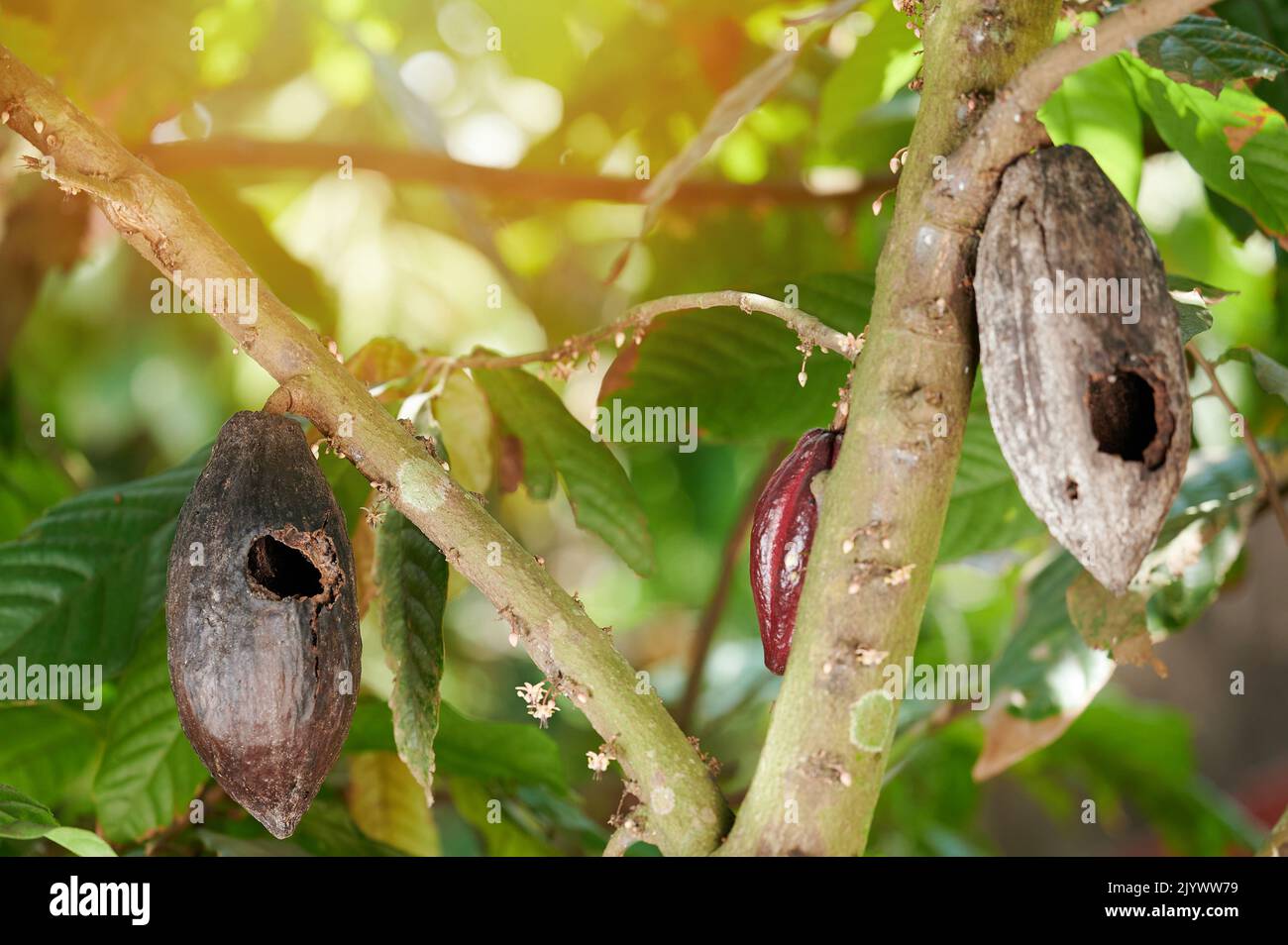 Kakaoschote mit Loch von Vögeln fressen innen auf verschwommenem Gartenhintergrund Stockfoto