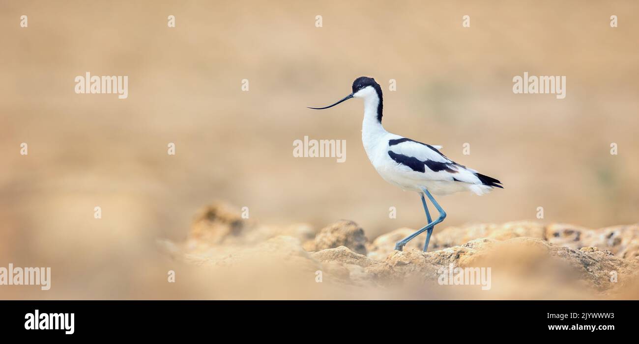 Recurvirostra avosetta er geht auf dem Sand und beobachtet die Umgebung, das beste Foto. Stockfoto