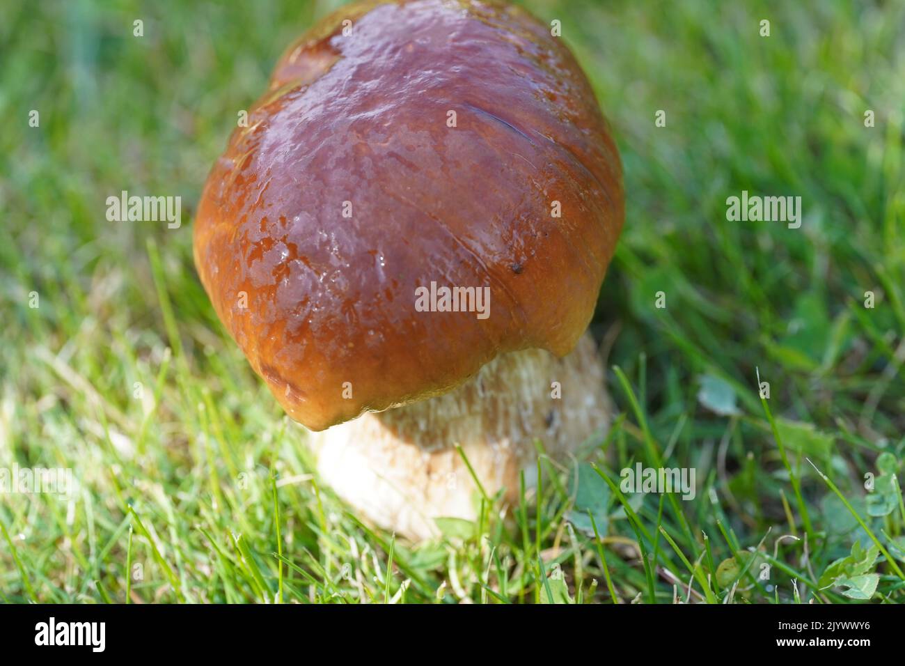 Ein Steinpilzpilz die Typusart der Gattung Boletus edulis, cep, Penny Bun, Steinpilz oder
