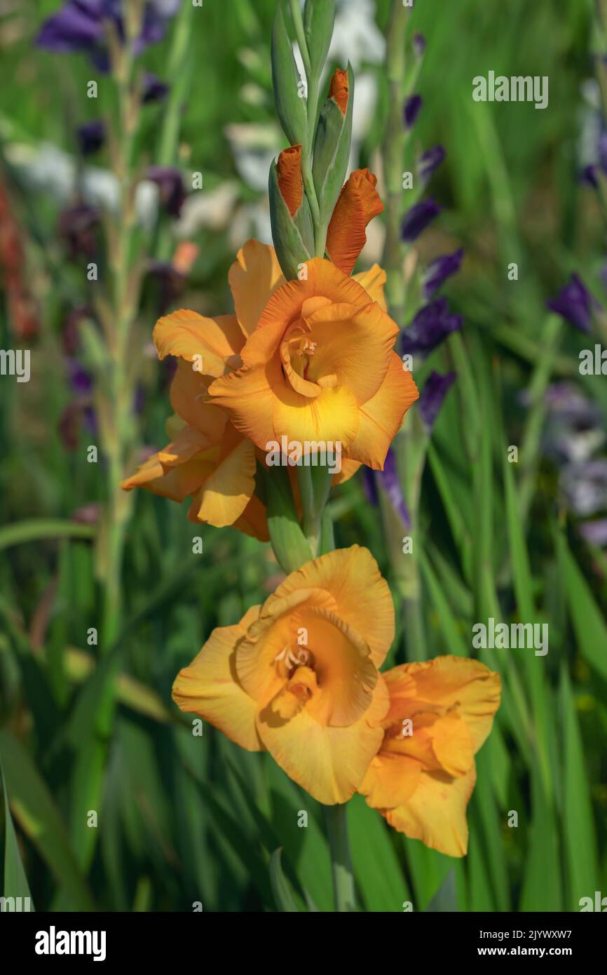 Orangefarbener Gladiolusstachel. Stockfoto