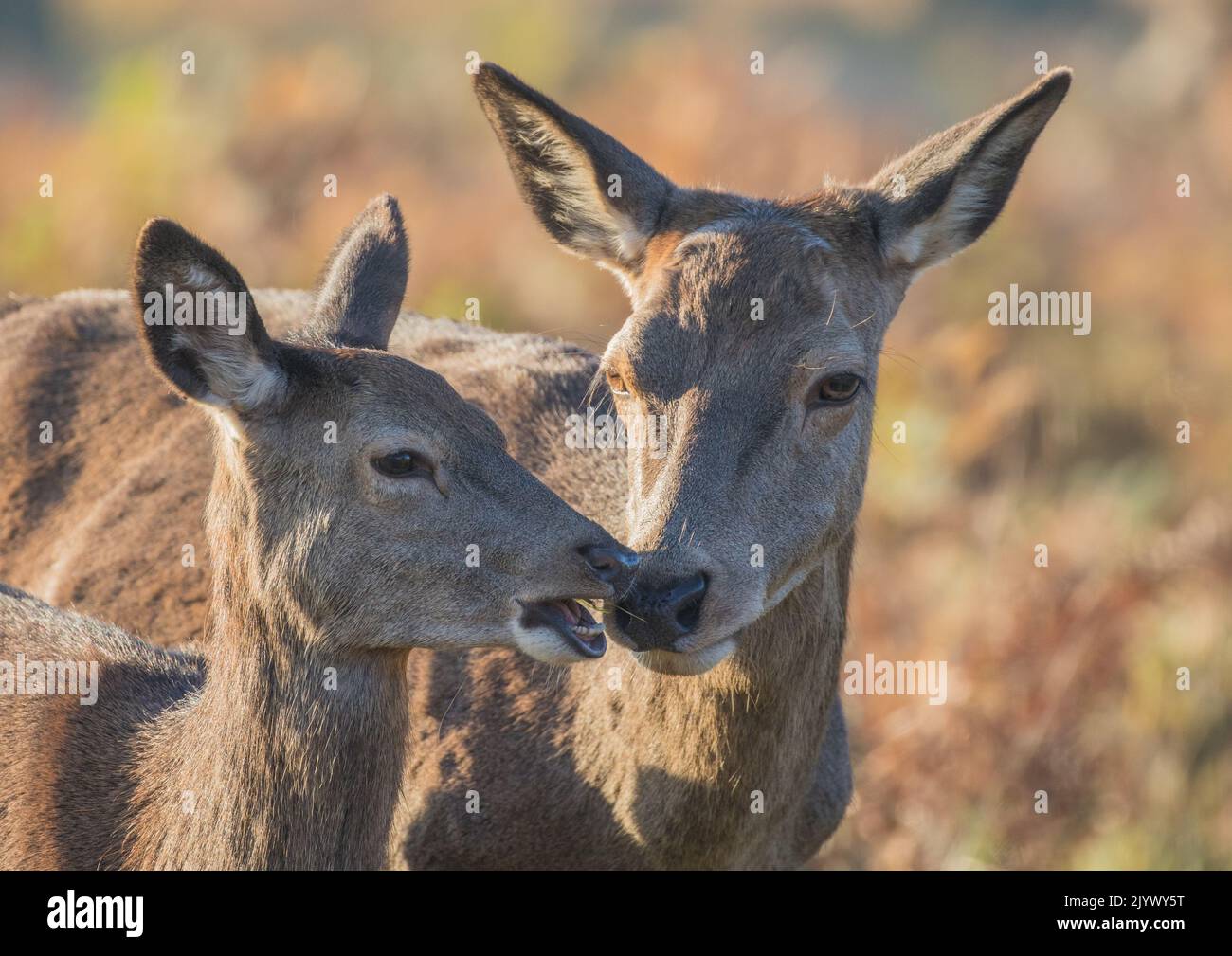 Ein Nahaufnahme eines Rotwild ( cervus elaphus ) Ein zärtlicher Moment zwischen einer Mutter und ihrem Jungen in einer herbstlichen Umgebung . UK Stockfoto