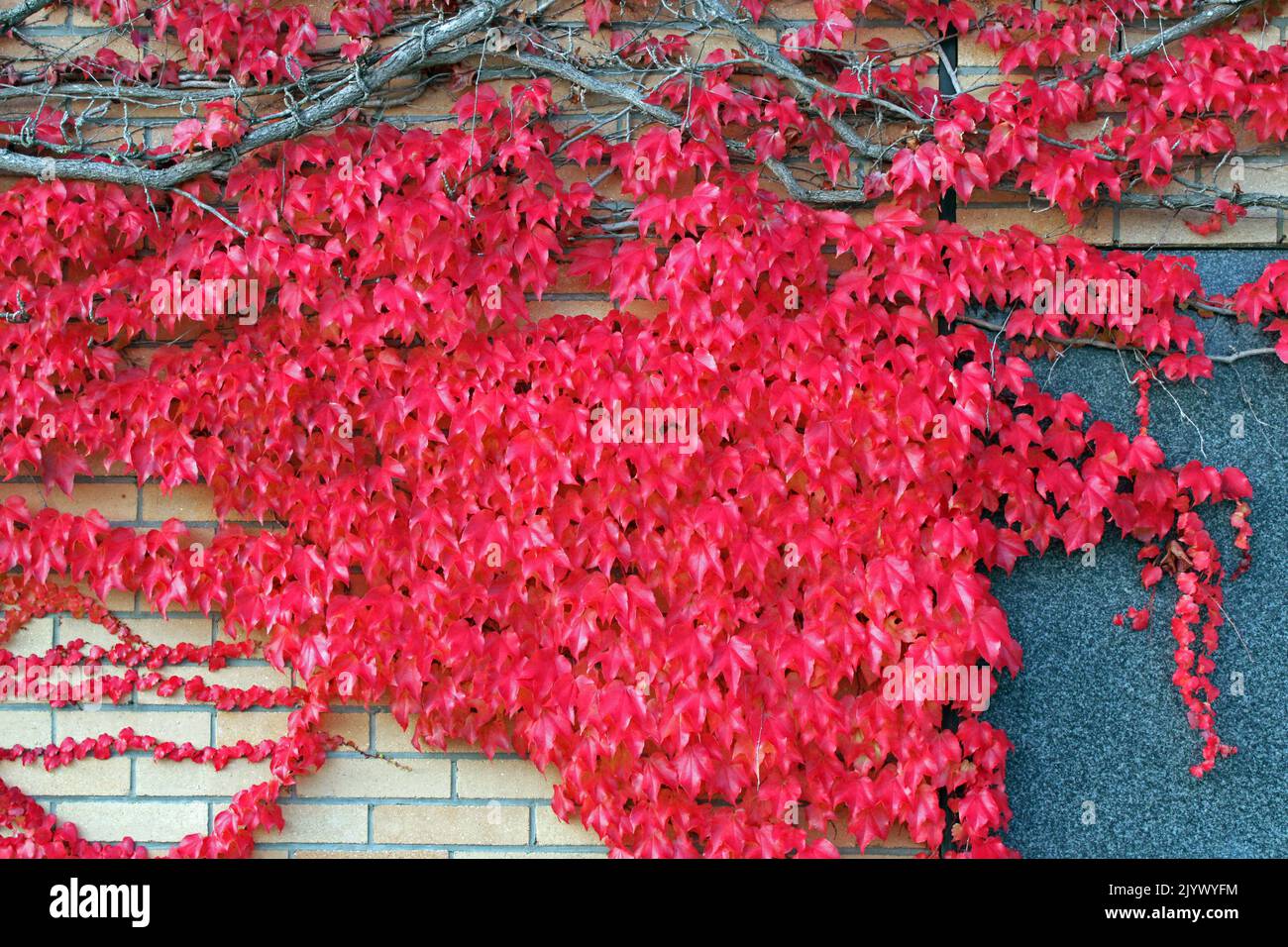 Berühmte Sehenswürdigkeiten, Efeu im roten Herbst, Hauptstadtfriedhof Mirogoj, Zagreb, Kroatien Stockfoto