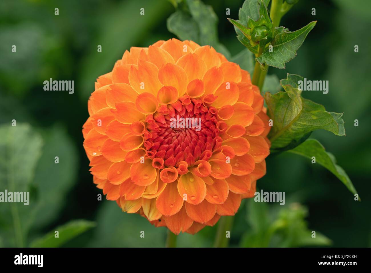 Orangefarbene Kugel-Dahlie. Stockfoto