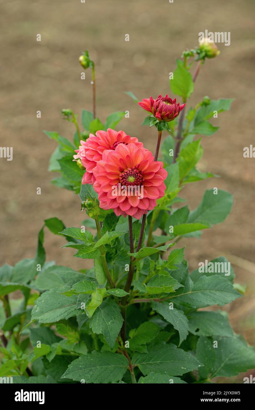 Dahlien blühen in einem dunkelrosa Farbton. Stockfoto