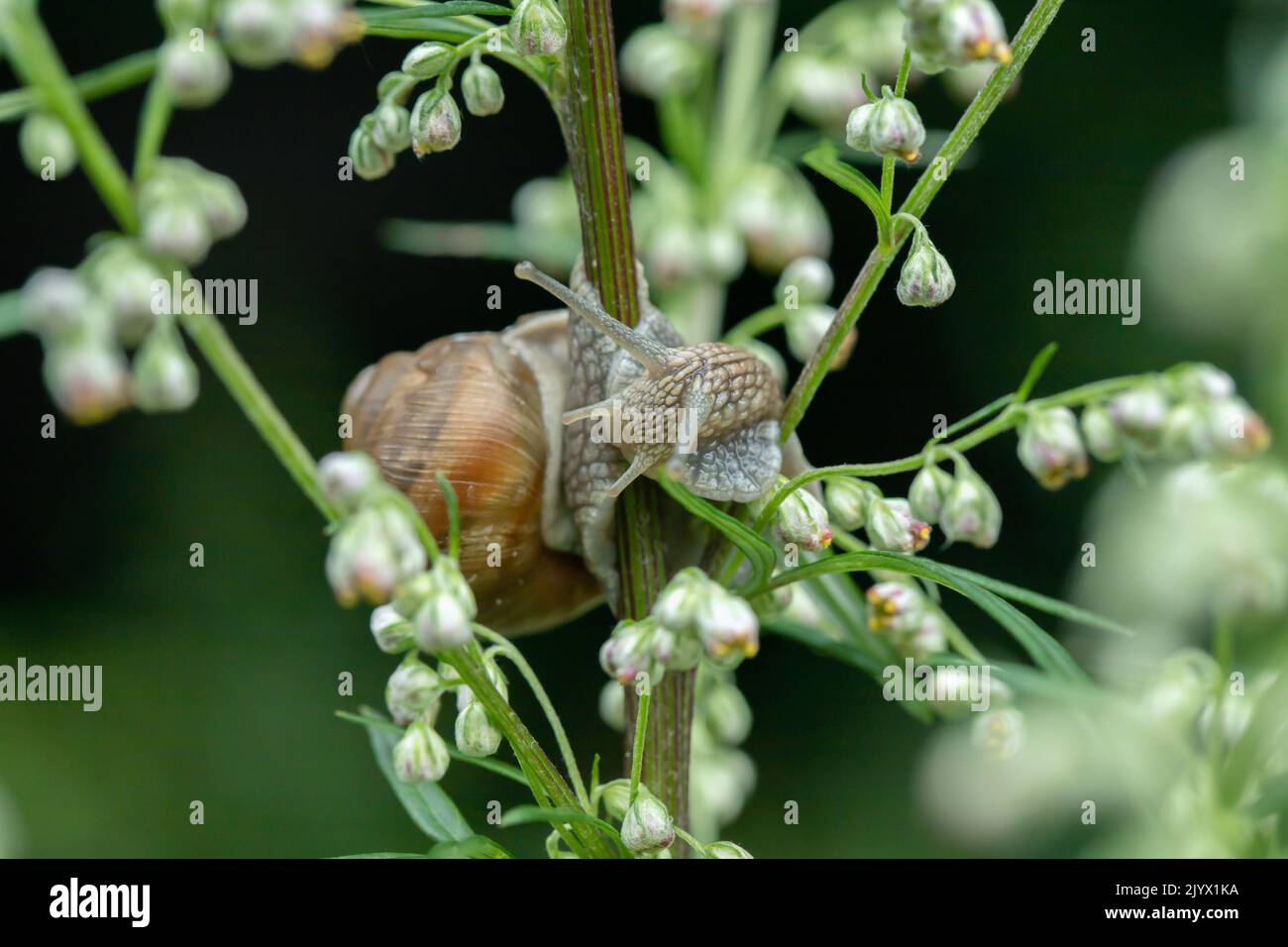 Juvenile römische Schnecke (Helix pomatia). Stockfoto