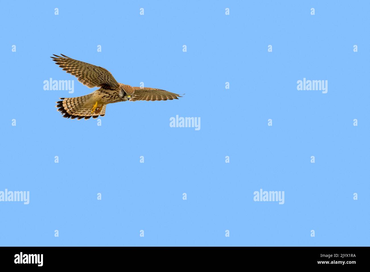 Gewöhnlicher Turmfalken / Europäischer Turmfalken / Eurasischer Turmfalken (Falco tinnunculus) Weibchen im Flug, schwebend mit ausgestreuten Schwanzfedern, auf der Suche nach Beute unten Stockfoto