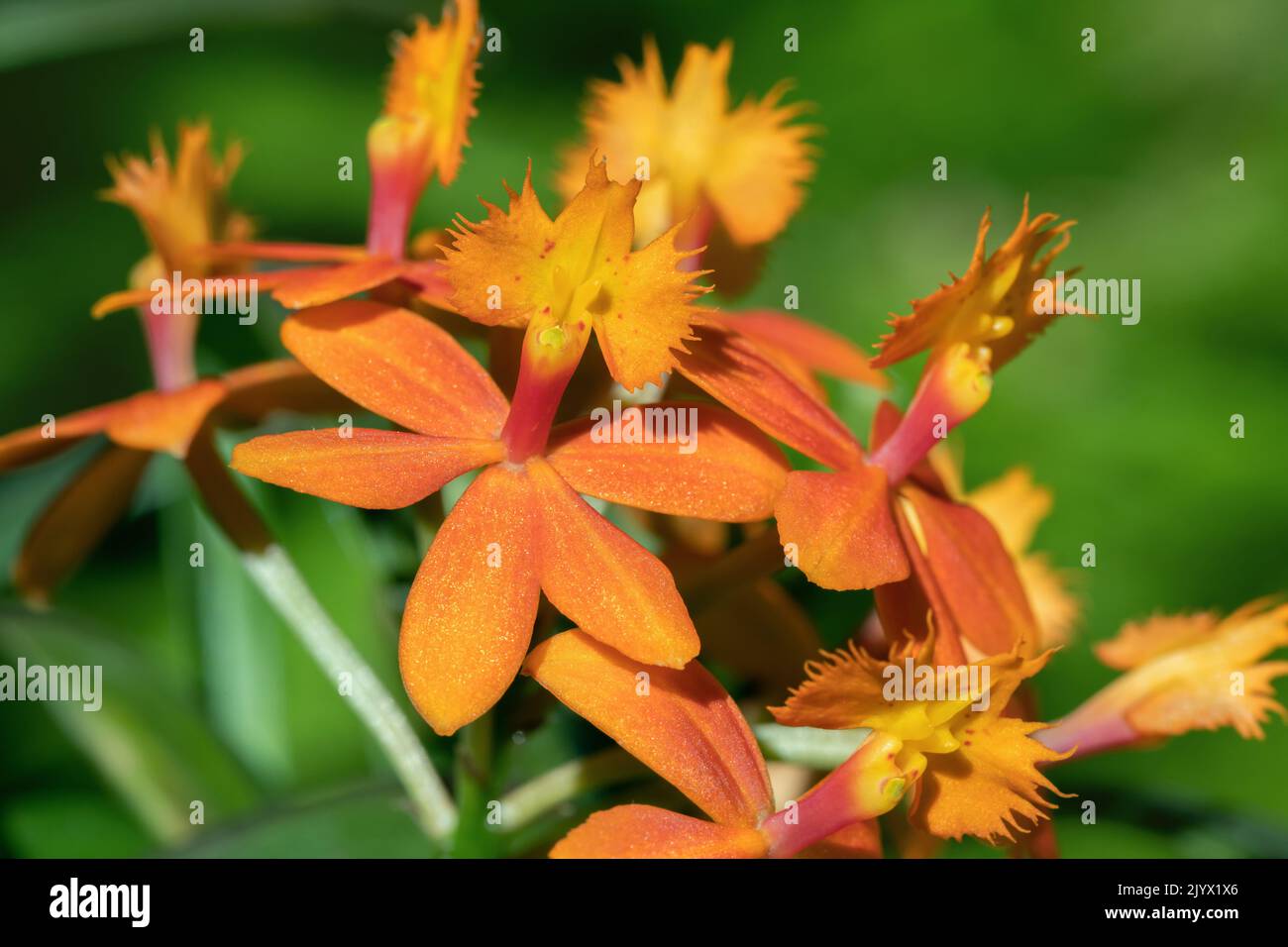 Orangefarbene Orchideenblüten (Epidendrum radicans). Stockfoto