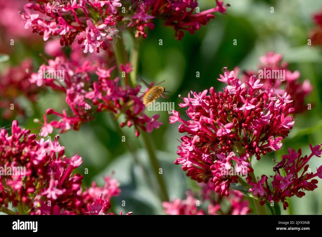 Eine Bienenfliege, eine wichtige Bestäuberin, von der Rückseite aus gesehen, die durch einen rosa Baldrian-Garten fliegt. Stockfoto