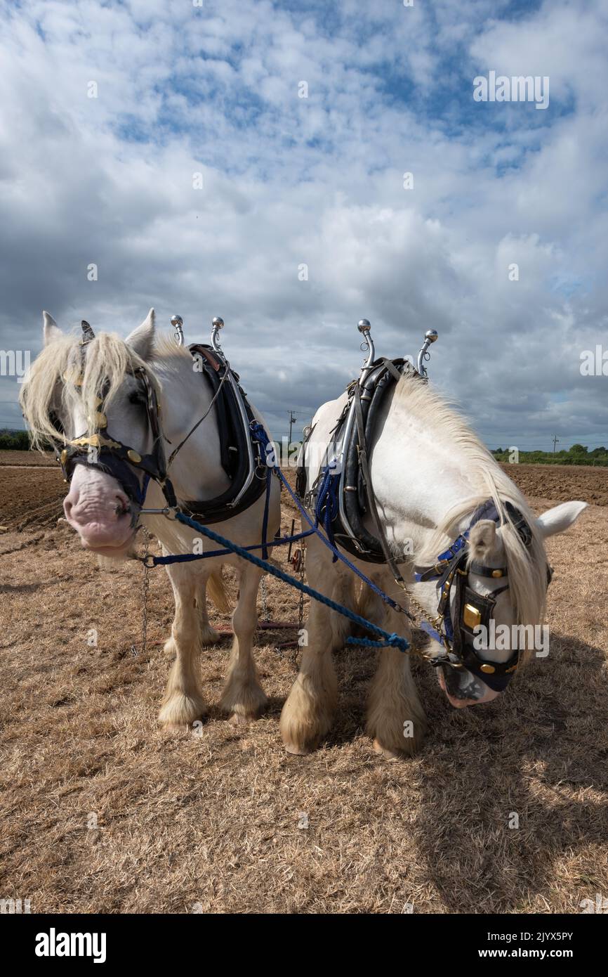 Portrait von zwei weißen Shire-Pferden auf einem Feld, das bereit ist, zu pflügen Stockfoto