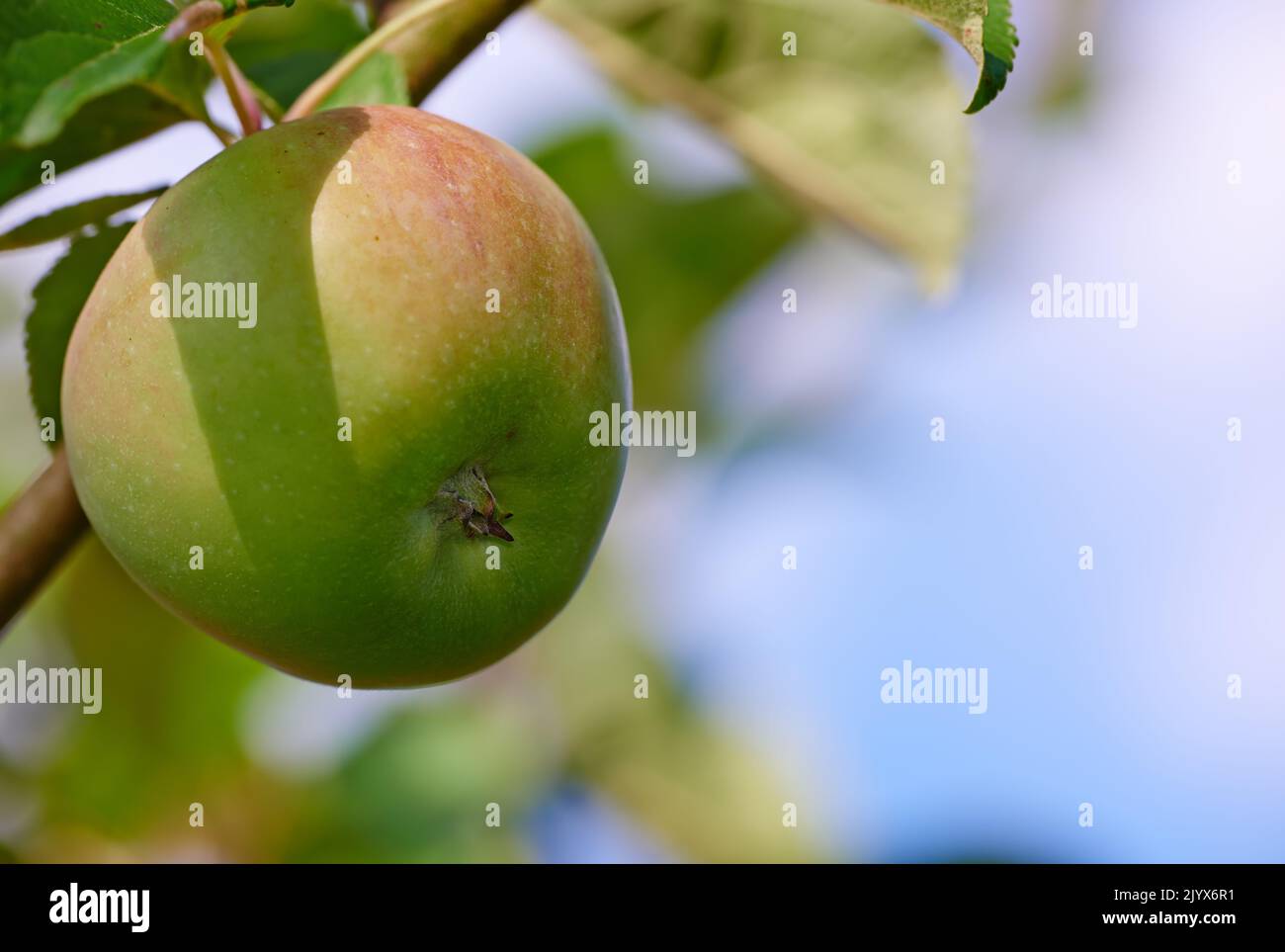 Frische Äpfel. Frische Äpfel in natürlicher Umgebung - auf weißem Hintergrund. Stockfoto