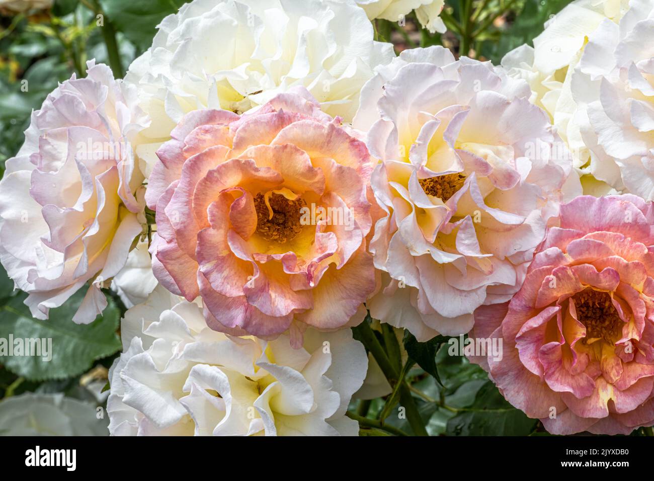 Blüten der ‘Sunny Days’ Floribunda Rose Stockfoto