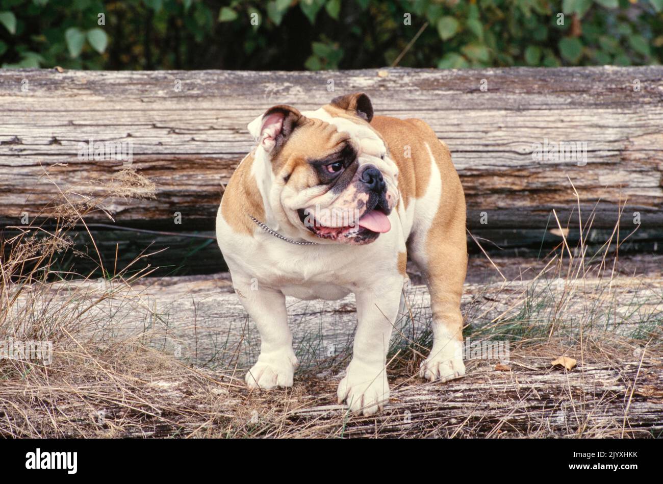 Englische Bulldog steht auf Baumstämmen Stockfoto
