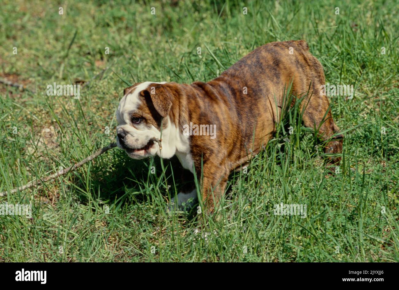 Englisch Bulldog Welpen beißen Stock Stockfoto