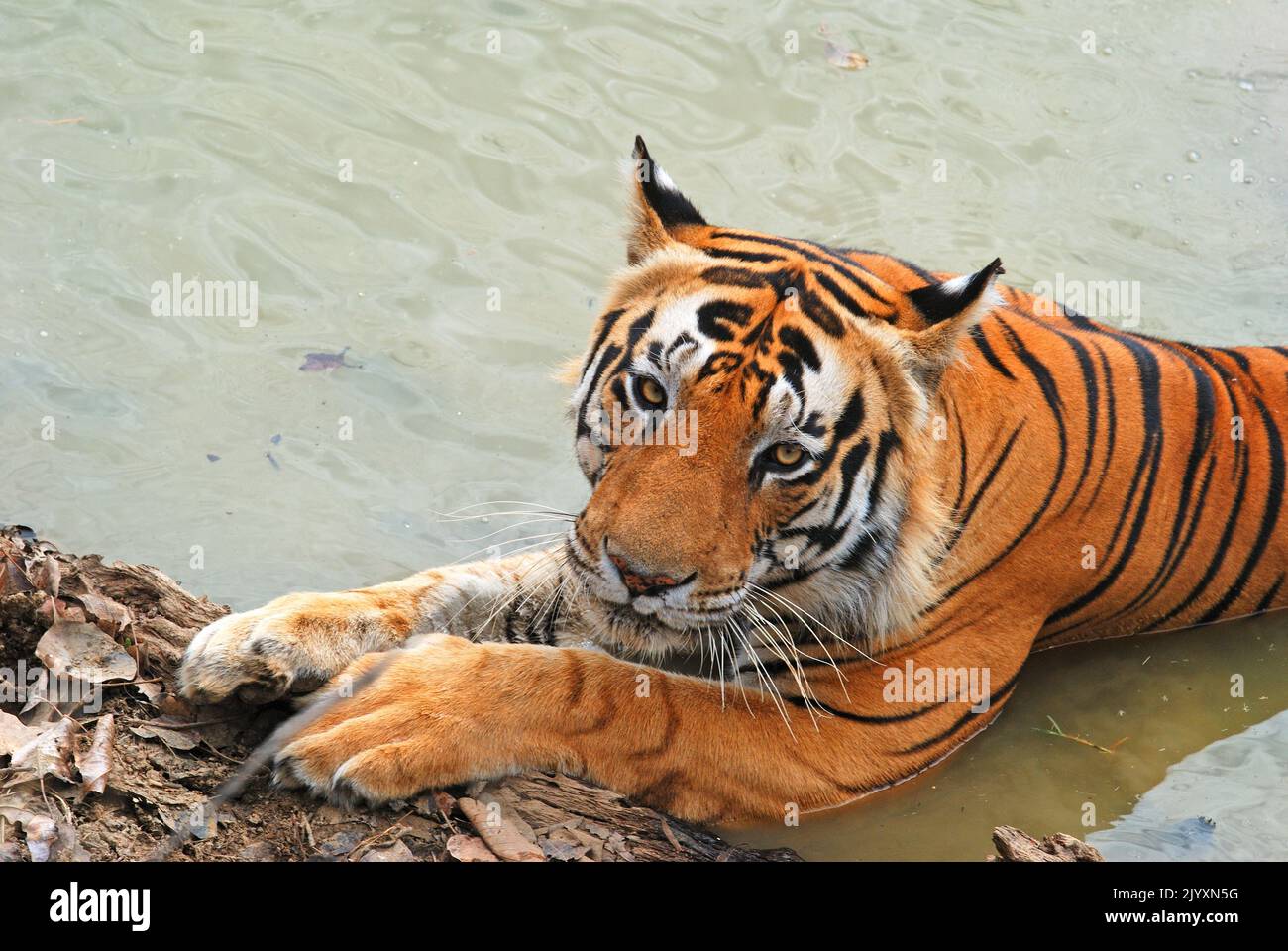 Tiger sitzt im Wasser und starrt in die Kamera im Kanha-Nationalpark, Indien Stockfoto