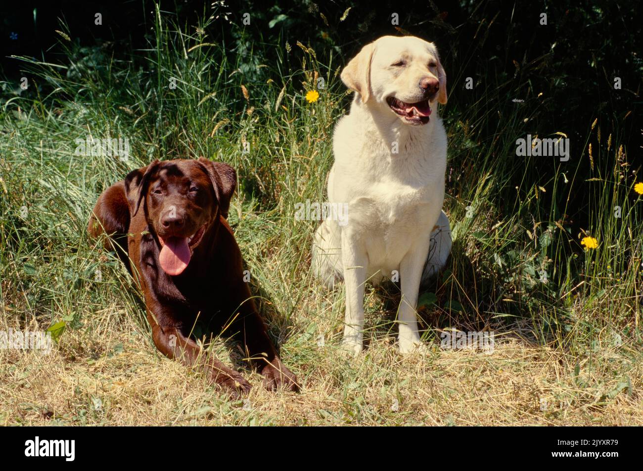 Labors, die in Blumensträuchern liegen Stockfoto