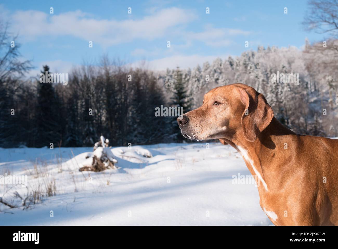 Hundeportrait im Winterwald. Ungarische Magyar vizsla in Bergen voller Schnee. Die Sonne scheint auf die Jagdrasse, weiblich in der Natur. Stockfoto