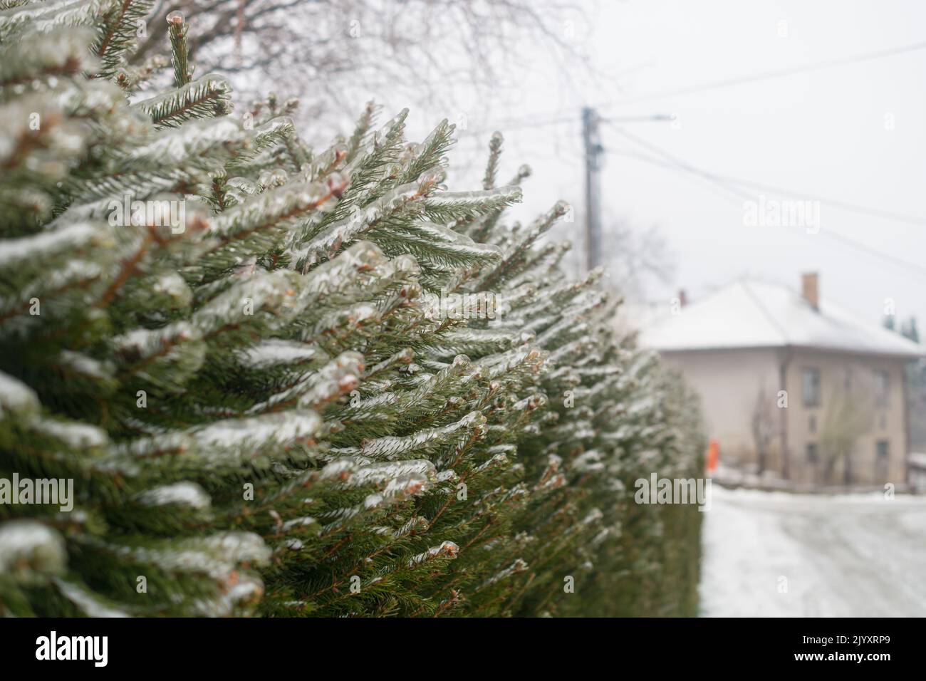 Fichtenzweige auf der mit Eis bedeckten Hecke. Eisregen und Frost auf den Pflanzen im Garten. Eiskalt, regnerisch, Frost, nebliges Wetter im Winter. Stockfoto