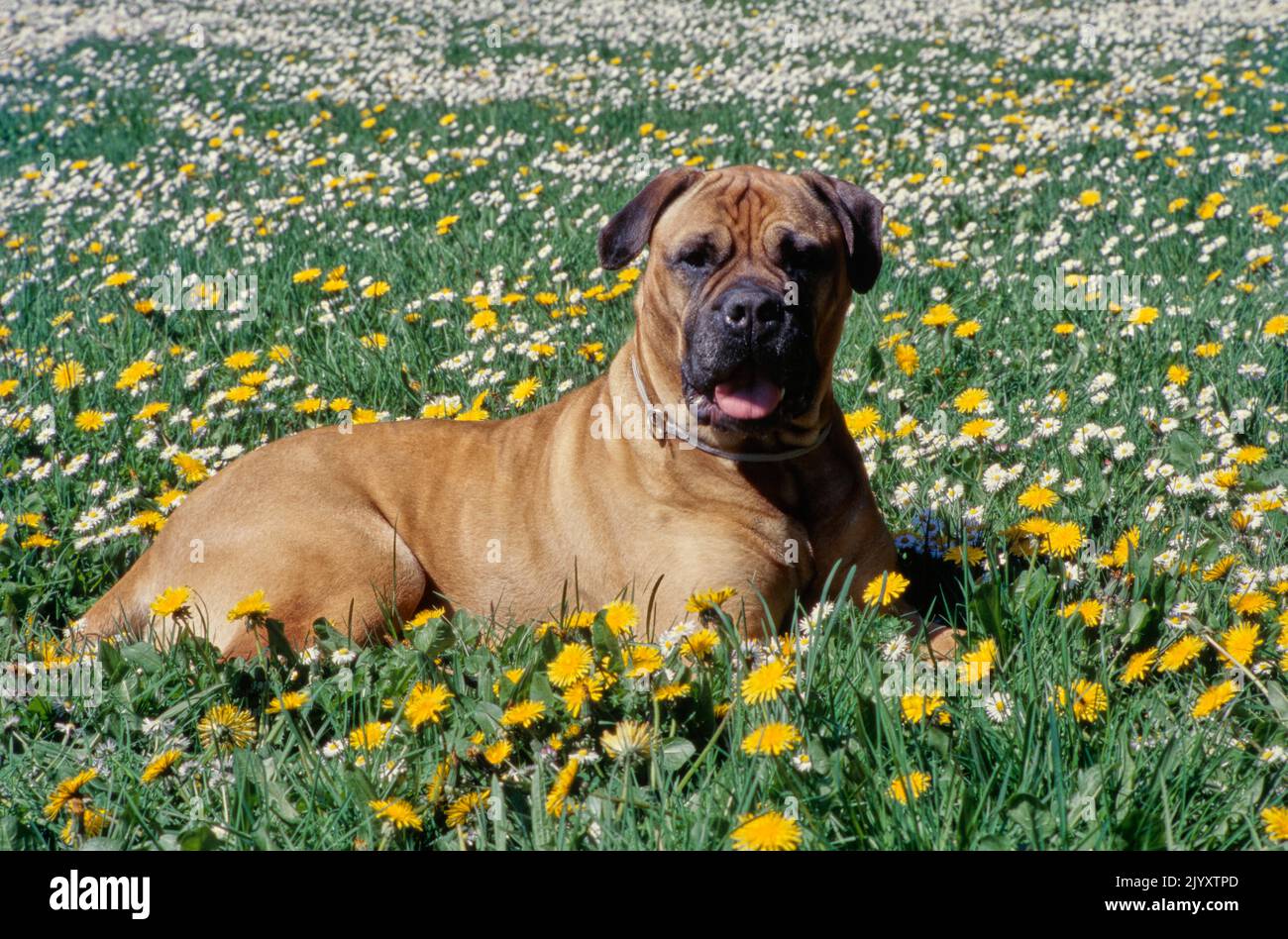 Mastiff liegt im Blumenfeld Stockfoto