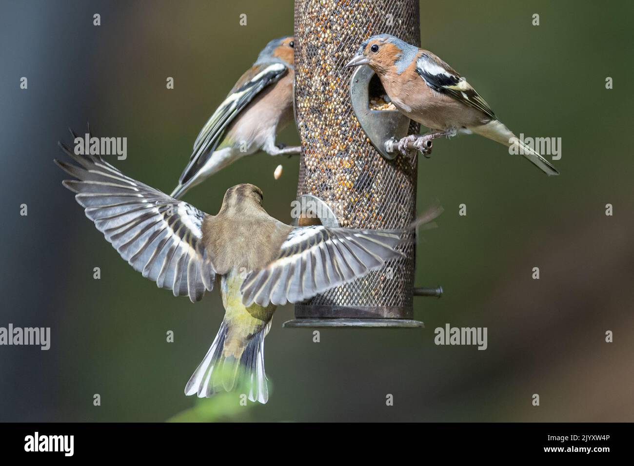 Männliche Buchfinken und weibliche Grünfinken, National Trust, Brownsea Island, Dorset, Großbritannien Stockfoto