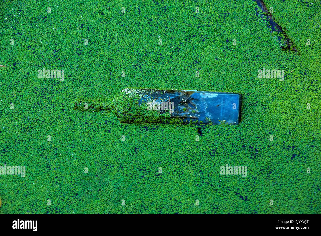 Entenkraut und Plastik, Zinn, Gummimüll im Fluss. Das Konzept des ökologischen Problems der Umweltverschmutzung. Stockfoto