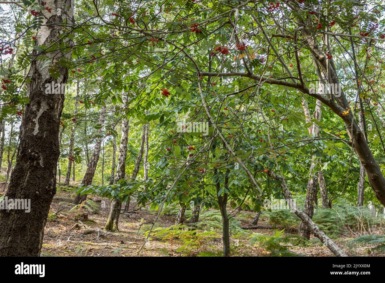 Fruiting Rowan and Silver Birke Woodland, National Trust, Brownsea Island, Dorset, Großbritannien Stockfoto