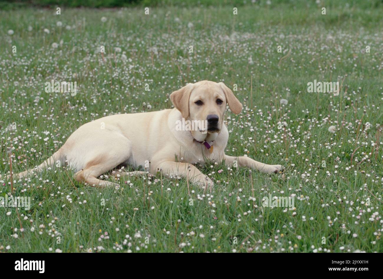 Labor in Blumenfeld legen Stockfoto