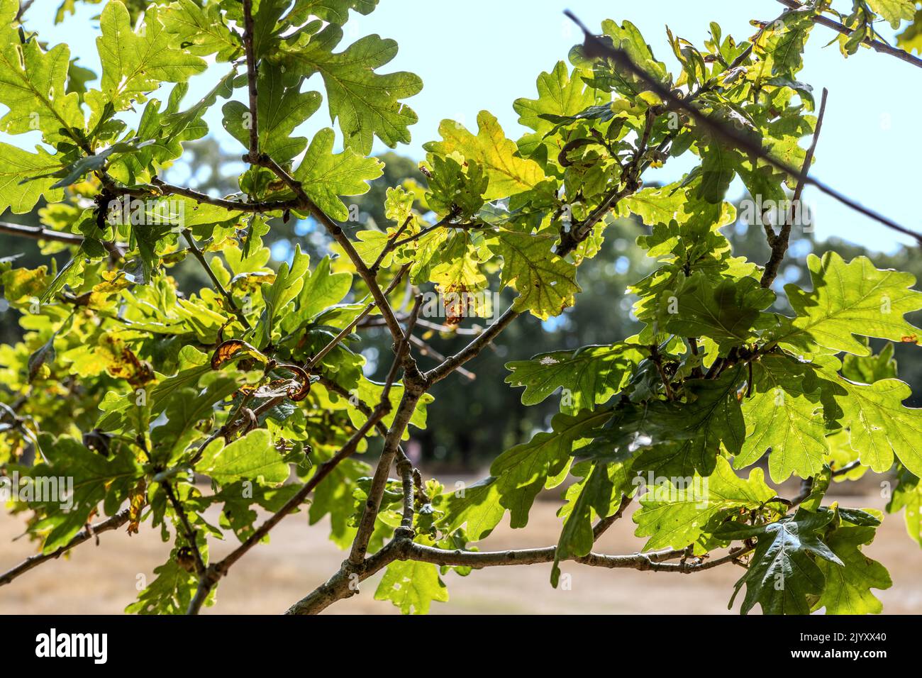 Englische Eichenholzblätter, von unten, National Trust, Brownsea Island, Dorset, VEREINIGTES KÖNIGREICH Stockfoto