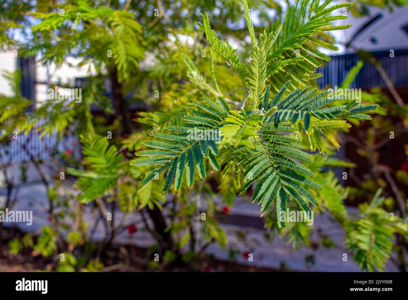 Acacia dealbata, die silberne Wattle Stockfoto
