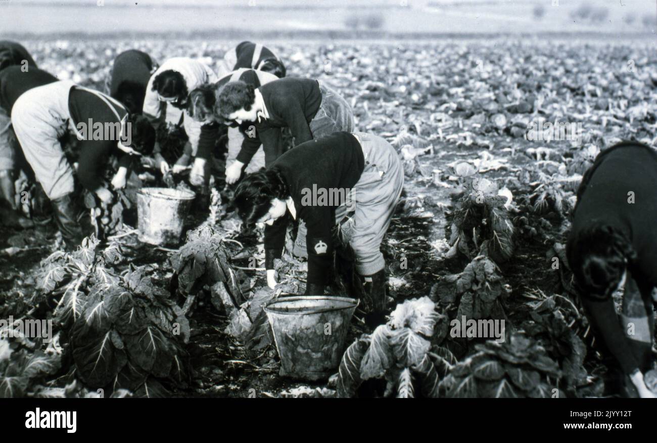 Die Women's Land Army pflückt während des Zweiten Weltkriegs Gemüse auf dem englischen Land. Stockfoto