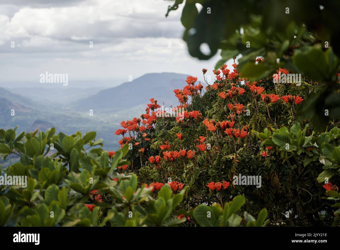 Schöne rote Blumen und Berge in Sri Lanka Stockfoto