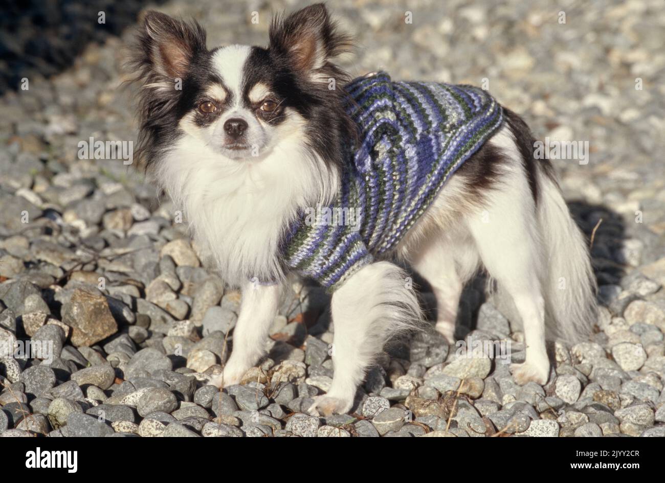 Chihuahua im Pullover in Felsen Stockfoto