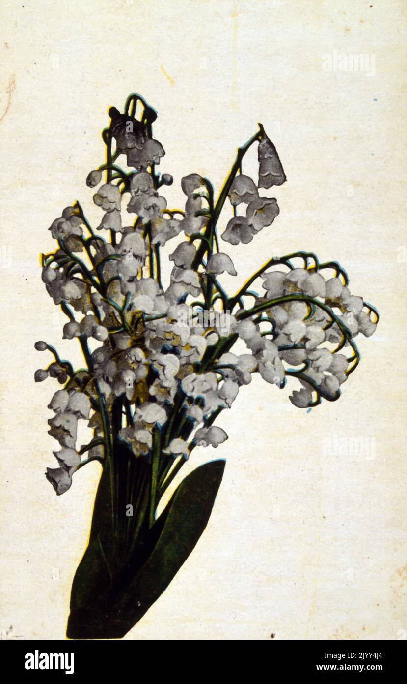 Eine alte Postkarte mit weißen Lilien 1900. Diese majestätischen Blumen stammen aus dem Jahr 1580 v. Chr., als in einer Villa auf Kreta Bilder von Lilien entdeckt wurden, und haben lange Zeit eine Rolle in der antiken Mythologie gespielt. Während weiße Lilien Keuschheit und Tugend symbolisieren Stockfoto