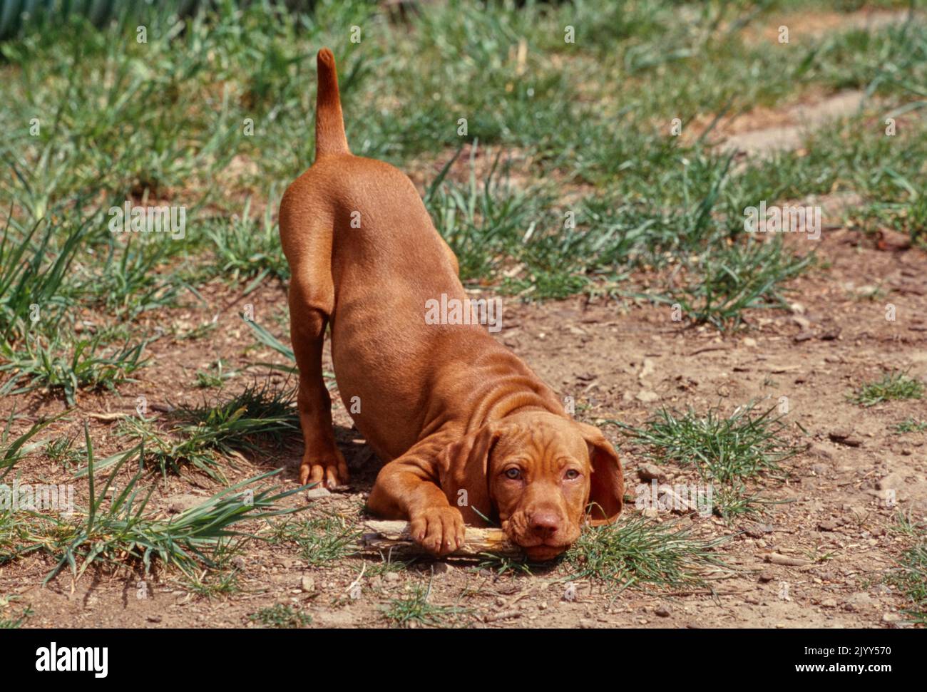 Niedliche Vizsla Welpen mit Hinterhand in Luft Kaustange Stockfoto