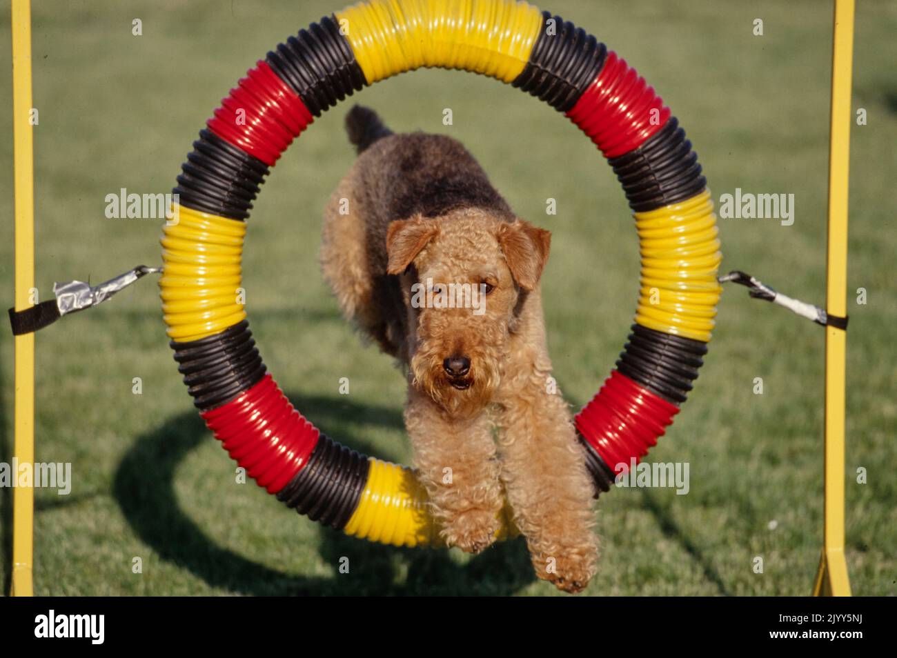 Airedale Terrier springt auf dem Kurs durch ein Hindernis Stockfoto