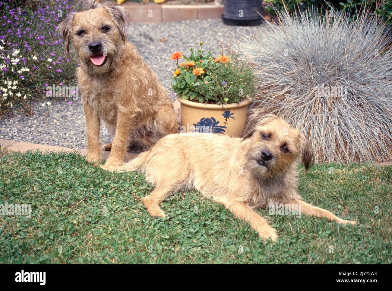 Zwei Border Terrier, die draußen im Garten liegen Stockfoto