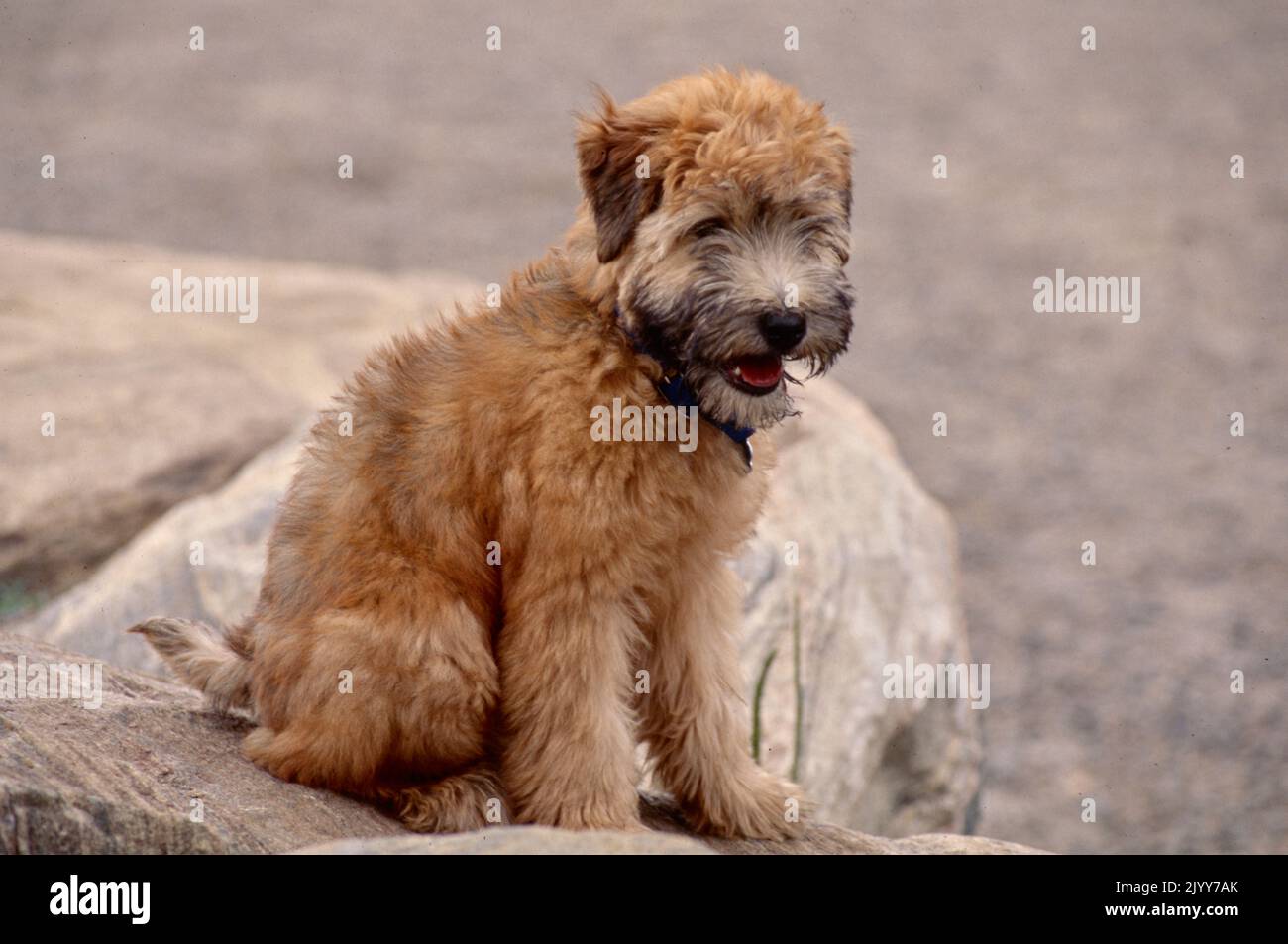 Weich beschichteter Wheaten Terrier Welpe sitzt auf Felsen Stockfoto