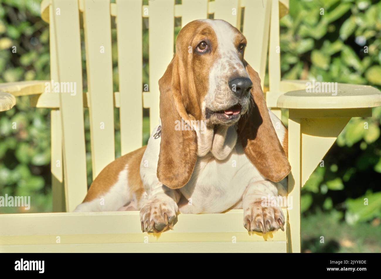 Basset Hound sitzt auf einem gelben Adirondack-Stuhl draußen vor Büschen Stockfoto